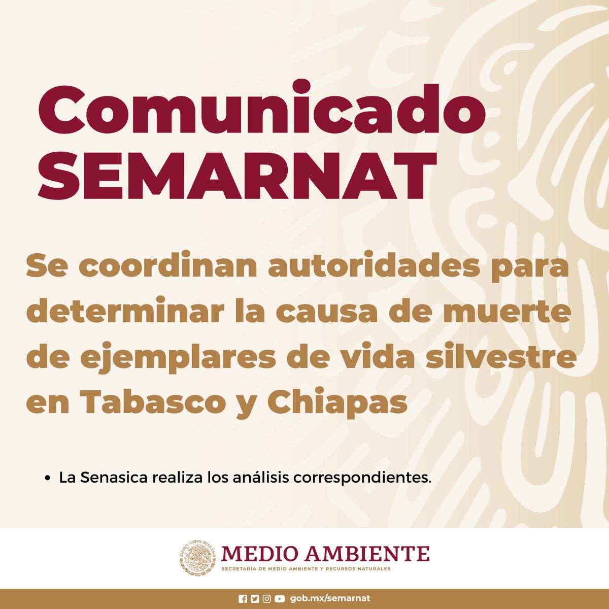 #COMUNICADO | Autoridades federales, estatales y municipales trabajan de manera coordinada con el sector académico y centros zoológicos de la región, para atender la muerte de ejemplares de vida silvestre en Tabasco y Chiapas reportados recientemente. Entérate ➡️