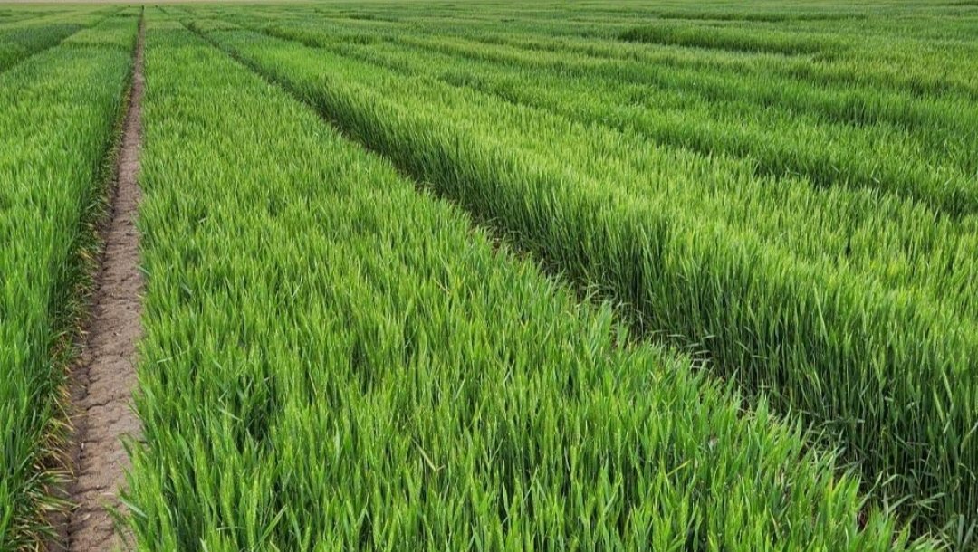 KansasWheat's tweet photo. The next upcoming Wheat Rx Seminar &amp; Field Day will take place on May 23, at the Phillips County #Wheat Plots and Huck Boyd Center in Phillipsburg. There is no charge for this event, and registration is not required. #wheatrx https://t.co/h7092LzmHK https://t.co/KfbJaaQaf3