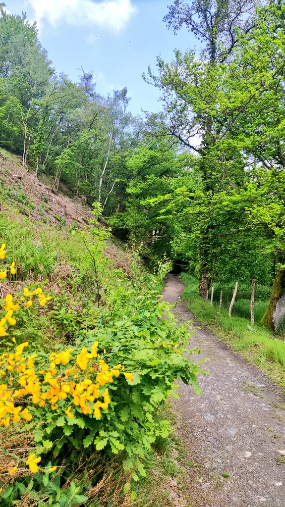 Dans les Hautes-Fagnes, une magnifique région de #Wallonie 🇧🇪, les genêts sont en fleurs pour célébrer le #lundifleuri 🏵️
#visitwallonia #walloniecherie #naturlovers 🌿