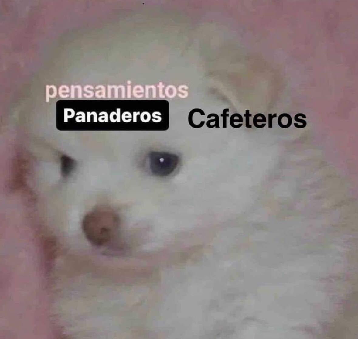 Yo cada vez que hace frío 🐶