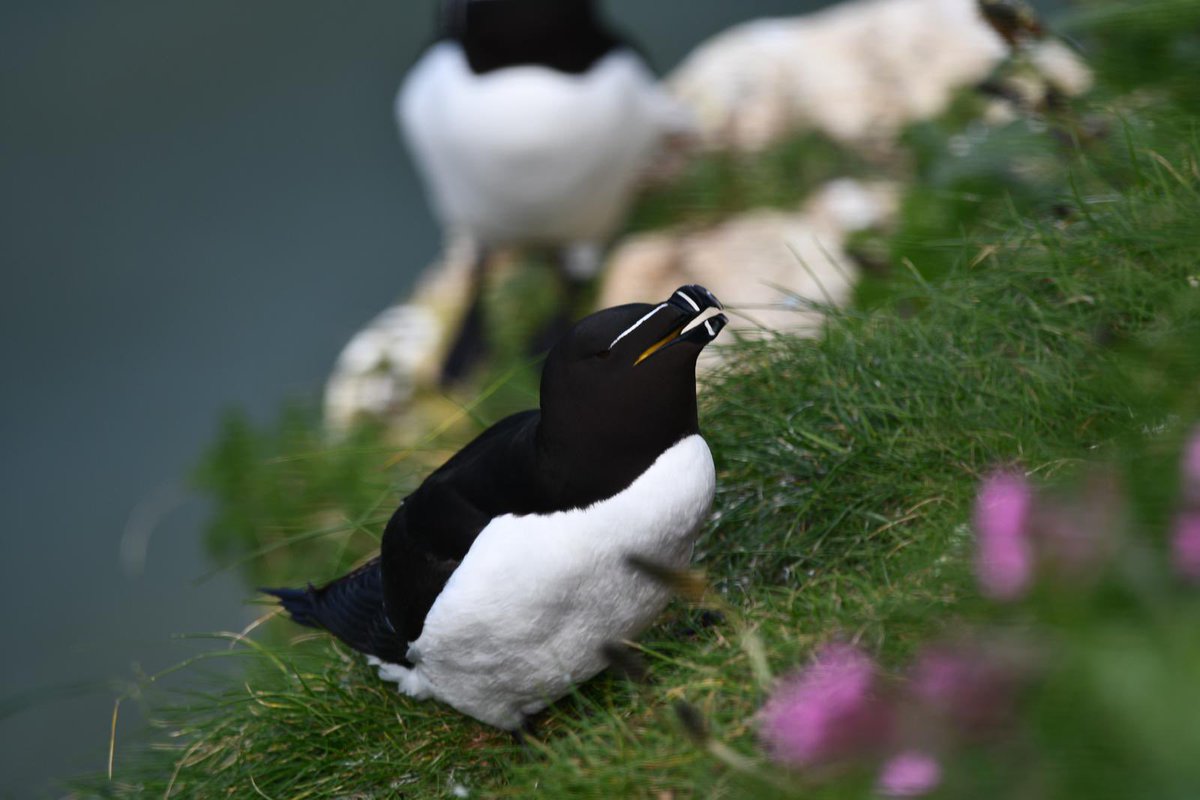 Preston Society of Birdwatching tweet media