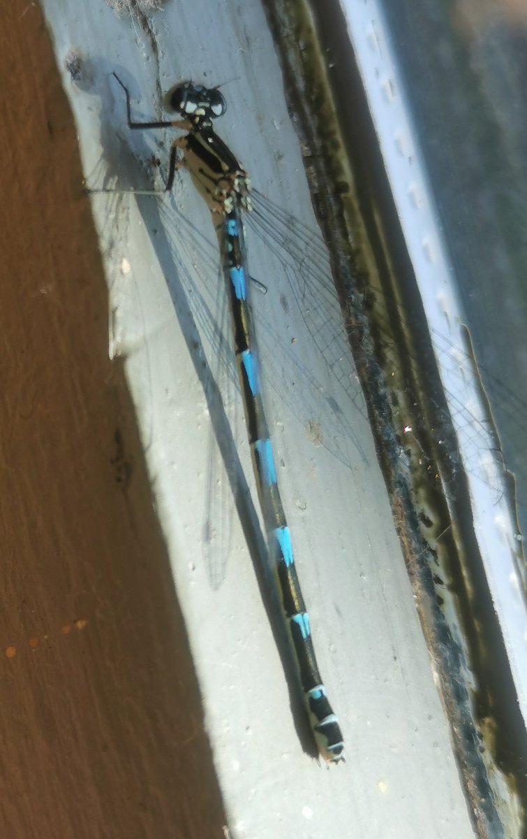 Rescued this chap from the Visitor Centre today, upon closer inspection I think it could be a Variable damselfly!? Would love some other opinions 😁
<a href="/BDSdragonflies/">British Dragonfly Society</a>