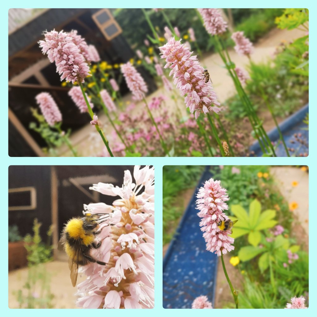 <a href="/MartynWilson11/">Martyn Wilson</a> <a href="/BumblebeeTrust/">Bumblebee Conservation Trust</a> On #worldbeeday your <a href="/RSPCA_official/">RSPCA (England & Wales)</a> garden is looking 👌 the bees and other insects are loving the persicaria which is the star of the show right now <a href="/RSPCAStapeley/">RSPCAStapeley Grange</a> #bees #worldbeeday2024