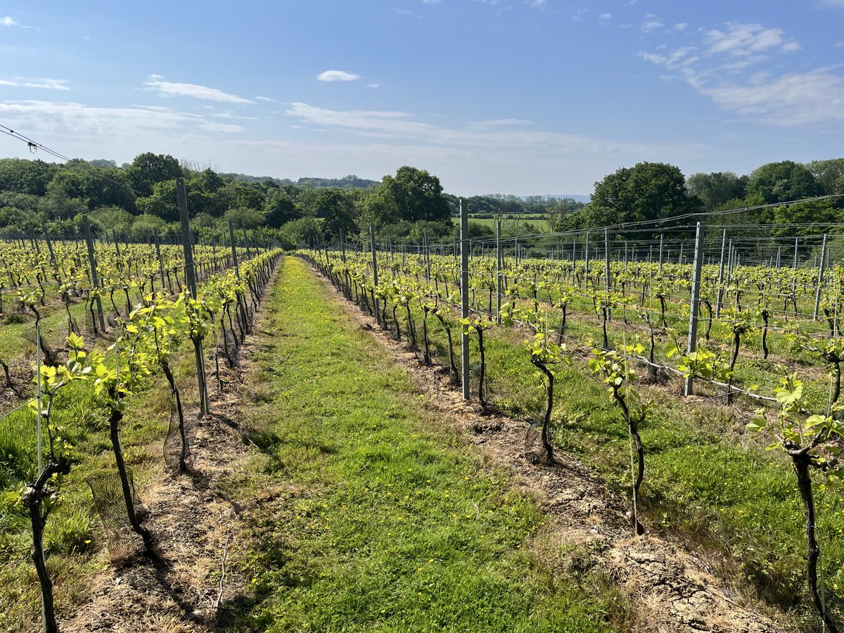 OffTheLine tweet media