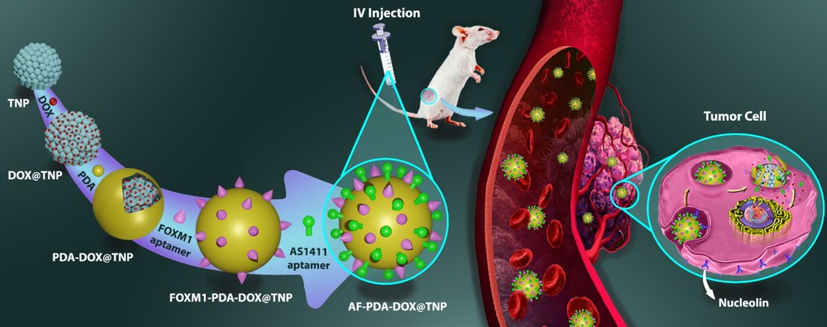 It is our pleasure to share the 1st Best Paper awardee of the @DDTReMedia June 2024 Issue. link.springer.com/article/10.100… @CRSScience @CRS_FG_Gene @CRS_FG_Immuno @CRS_FG_NANO @CRS_FG_Ocular @CRS_FG_Oral @CRS_FG_SkinMuco @CRS_FG_BioEng @CRS_YSC @MariaJ_Alonso #DrugDelivery