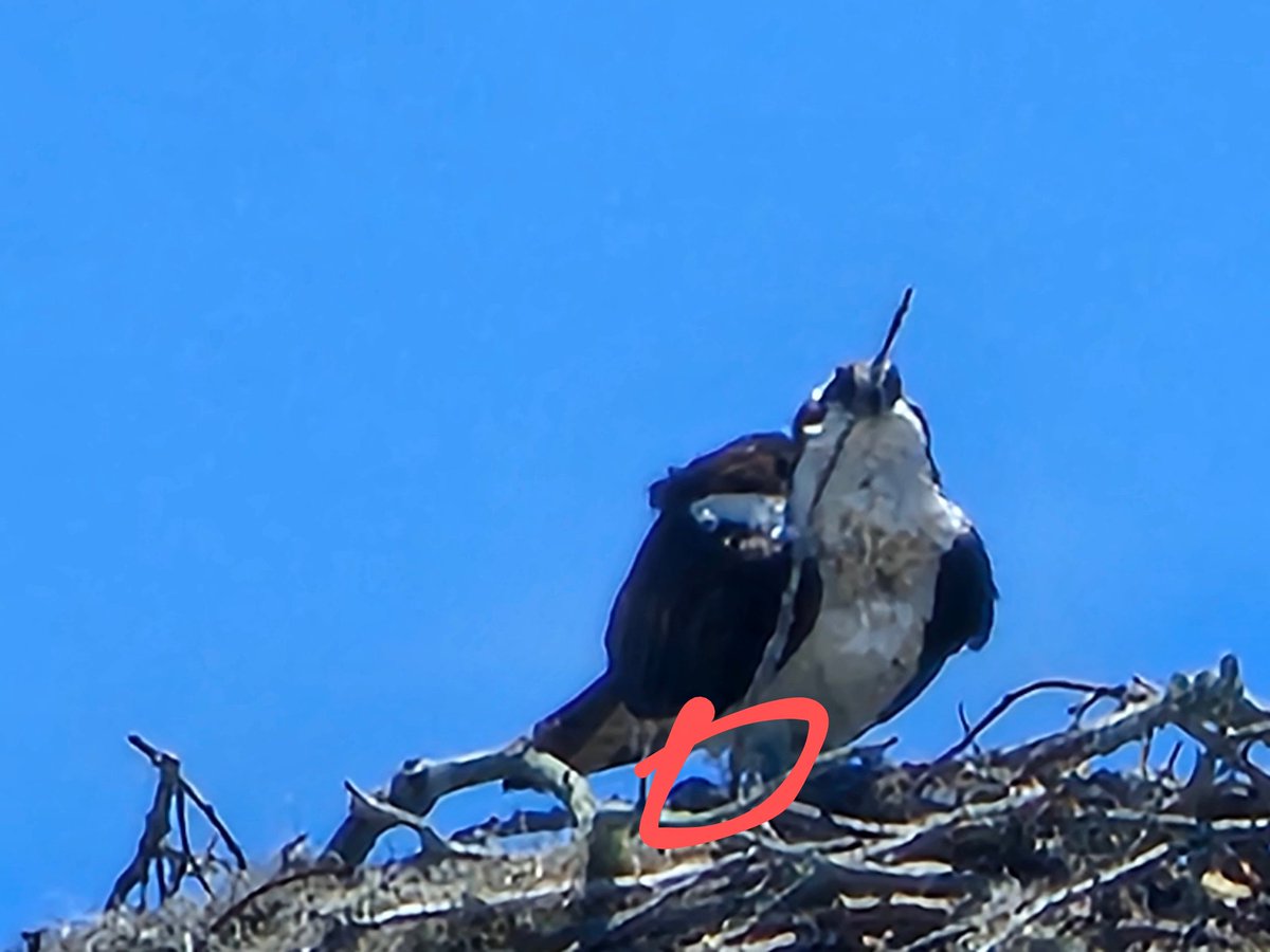 For those who have followed me for a while, I've been keeping an eye on this Osprey nest.  Is this still momma w/new eggs, or one of her babies?  Nature is such a gift from God. It's so grounding.   😇