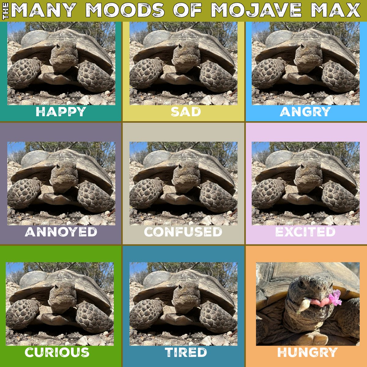 Mojave Max tweet media