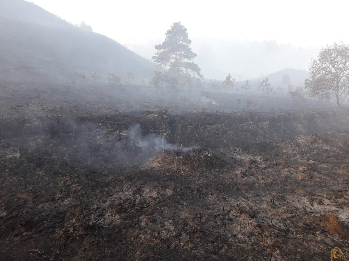 Four years ago today a #Wildfire took hold at Wareham Forest. Started by disposable BBQs, it burnt for 3 weeks &amp; destroyed 220 hectares of precious forest. 
It's a lasting reminder of why we ask everyone to please #BringAPicnicNotABBQ &amp; prevent this happening again <a href="/DWFireRescue/">Dorset & Wiltshire Fire and Rescue Service</a>