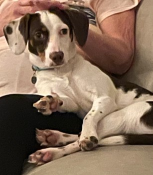 millypod1's tweet photo. 🆘19 MAY 2024 #Lost PATCH #ScanMe
YOUNG White/Brown Beagle Cross Male
#Hollinwood near the new KFC #Oldham #Lancashire #OL8
https://t.co/DyLpjwM2Ad https://t.co/XL0vifxer9