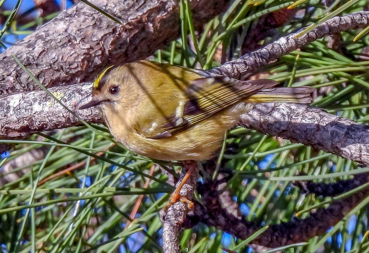 Female Goldcrest at Aberavon docklands. S Wales.