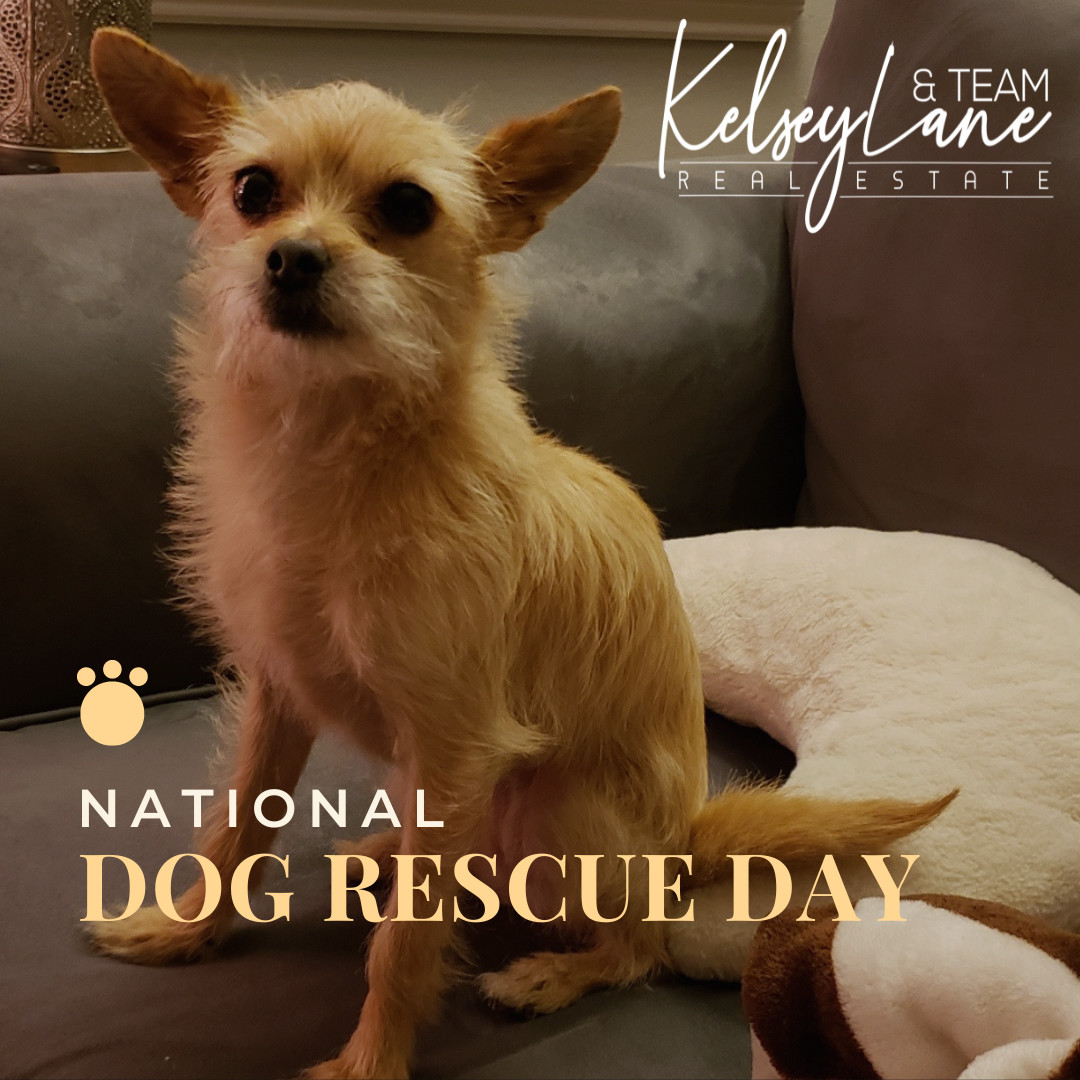 kelseylaneSV's tweet photo. We adopted our little crazy girl Bear 6 years ago. Hard to believe it's been that long!
#DogRescueDay #BayAreaRealtors #SiliconValleyRealEstate #SiliconValleyRealtor https://t.co/ASeoaBJZlS