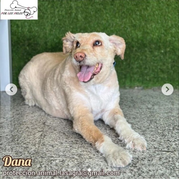 up_person's tweet photo. 🙏🩷🏡 Esta guapetona es #Dana y busca una nueva familia porque sus papis han de ingresar en una residencia. Está en #Toledo. Contacto 
@PerreraToledo 🙏🏡 https://t.co/8R3sWXGT4z