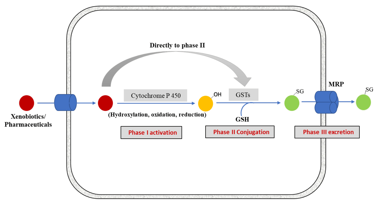 #EditorsChoice Read now ➡️ 'The Multifaceted Role of Glutathione S-Transferases in Health and Disease' by Danyelle M. Townsend, et al. The article 👉 brnw.ch/21wJXFM The list 👉 brnw.ch/21wJXFN