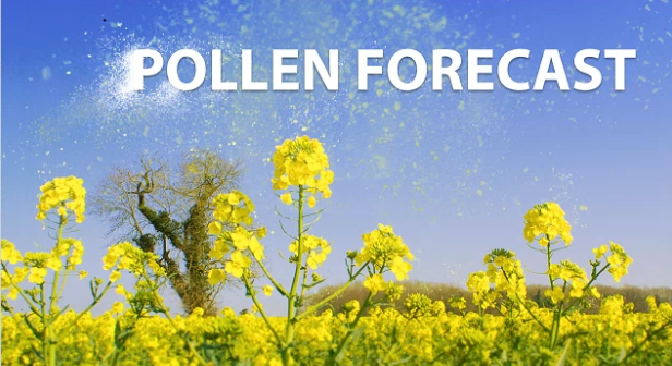 POLLEN is causing issues in our area as temperatures reflect Summer conditions. How high pollen counts climb this week...wdrb.news/44TMhAP