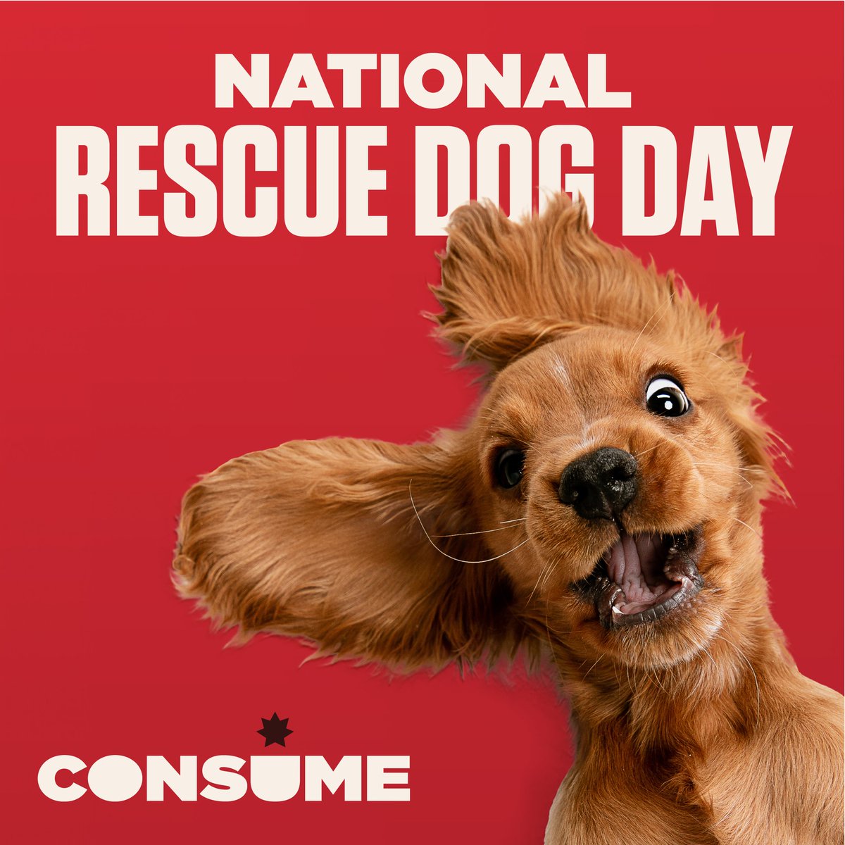 consumeco's tweet photo. Today is National Rescue Dog Day, so hug your furry friends!

Bring your dog into CONSUME and receive a FREE dog jersey.
** (Supplies are Limited and Not Available at all locations.) **

#consume #rescuedogday #rescuedogs #furbabies #hugyourdog https://t.co/mbozXhVWVm