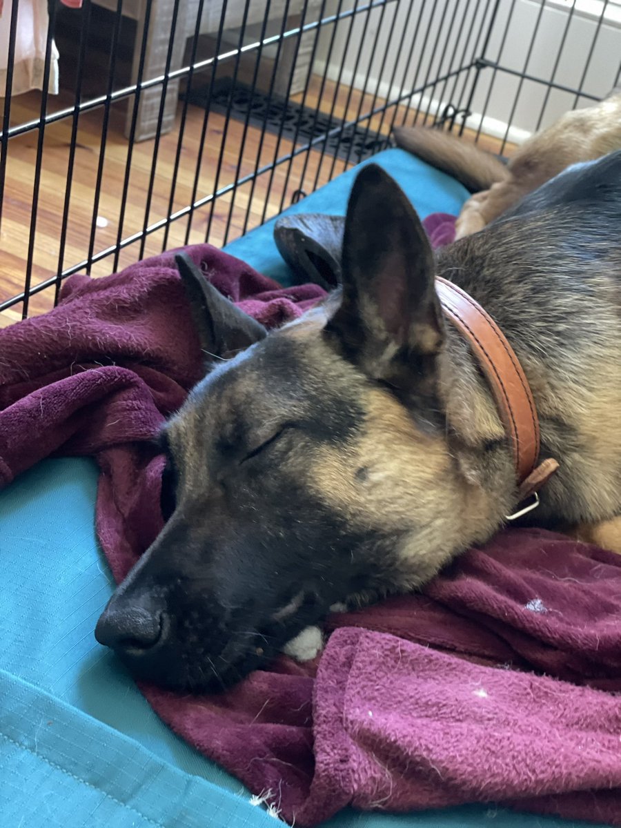 KyberThe's tweet photo. MY BRUDDER IS HOME. 
my brudder is a reskue an he needs a job so he went to training. My momma an I drove up to sees him an my momma trains too. But now he is home. Kyber https://t.co/DHDq7jRZpG