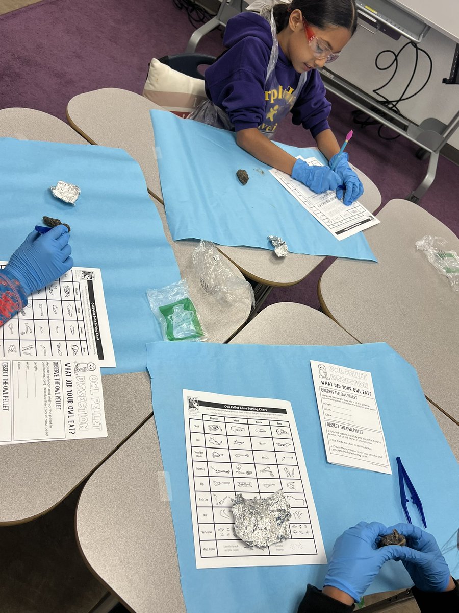 rmarrero_PHE's tweet photo. Owl Pellet Lab! #MissionIsPossible https://t.co/HWln4k6aaz