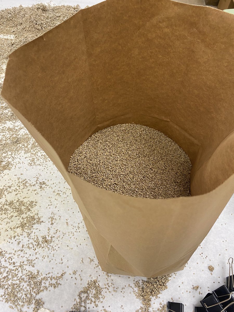 Subina Tripathi (@tripathi_subina) on Twitter photo Getting ready to inoculate our peanut field with Athelia rolfsii. 🥜
#DREC #StonevilleMS #MSU
<a href="/T_birdPathology/">Tessie Wilkerson</a> Getting ready to inoculate our peanut field with Athelia rolfsii. 🥜
#DREC #StonevilleMS #MSU
<a href="/T_birdPathology/">Tessie Wilkerson</a>