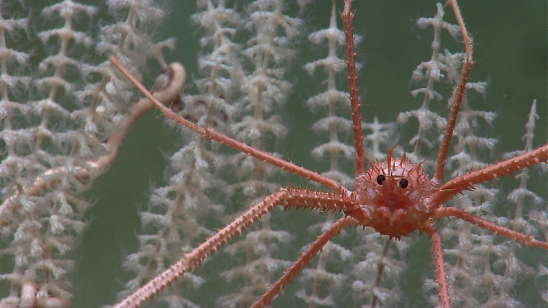 A deep-sea dive at 4500m found 🦞s thriving in the ocean deep. About the squat lobster: ow.ly/JFos50RNy8p These discoveries offer insights that guide our efforts to make informed decisions for a sustainable future. #UnleashTheScience