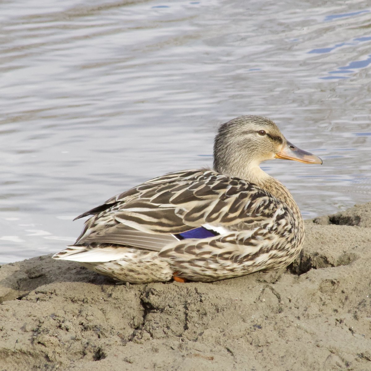 This is the same female mallard from the park last month, I really like this little portrait of her sitting on the sandbar!🤎Very cool feather details!! #MallardMonday