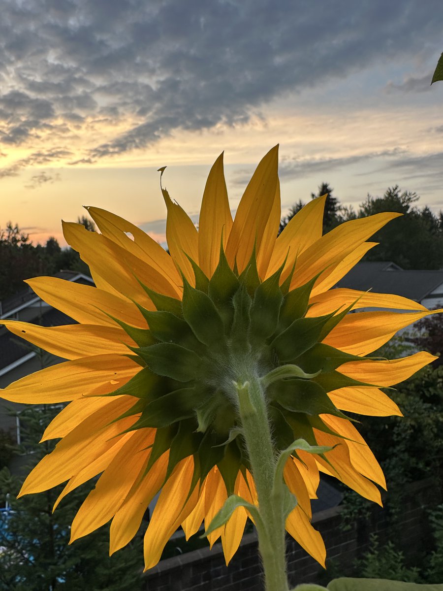 @atmbiopro @Tantan8325 @Helena293907118 @JoannaH947 @GardenBrocante @cretiredroy @magda_tormes @magioliveira @debrapurvis68 @FMARTELGON @MARY_ESMAEELI Sunflowers are awesome. One of our sunflowers on our patio as sunrise :)