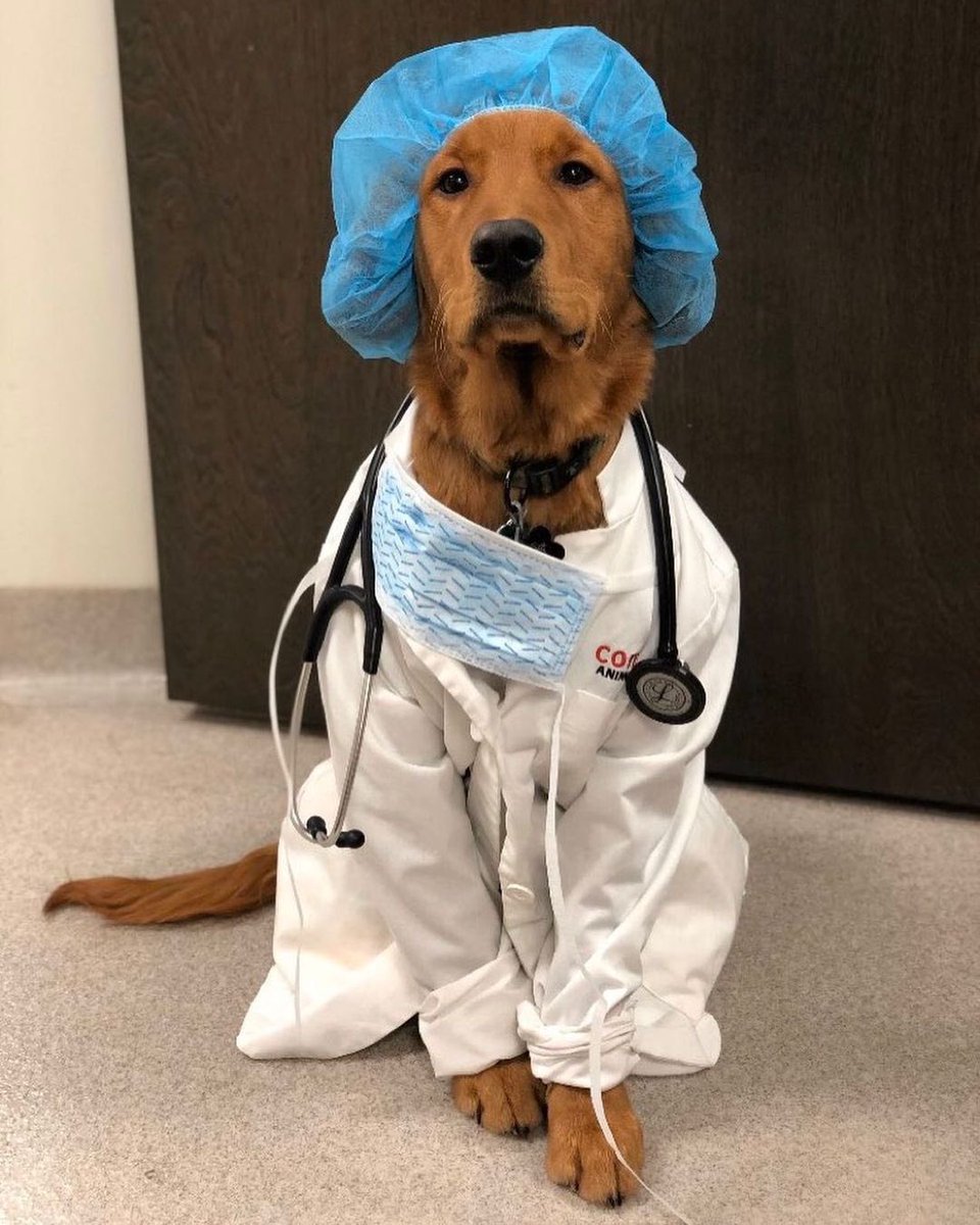 This is Ned. He’ll be conducting your check-pup today. Please don’t giggle when you see him. He’s $232,000 in debt from medical school and would appreciate some respect. 13/10