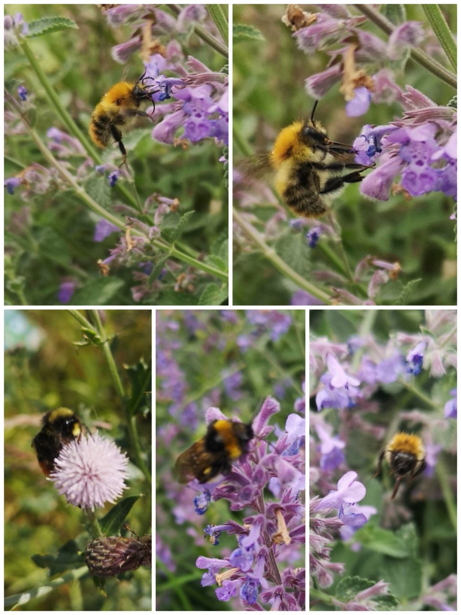 #WorldBeeDay 
Shout out to these floofers who help us to survive.