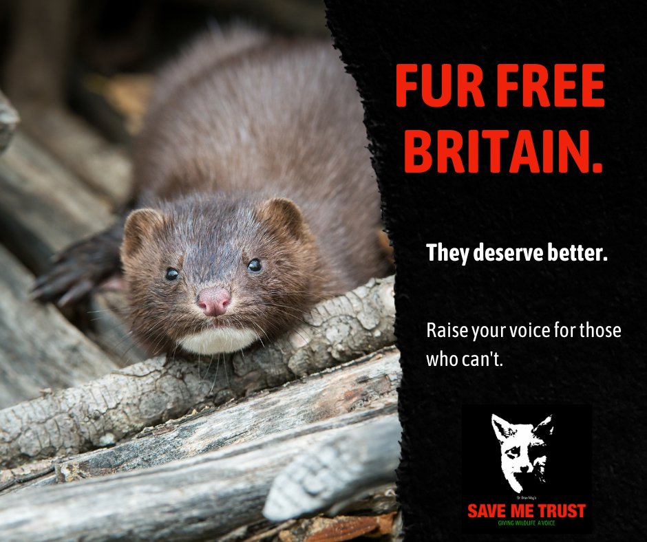 Join us in supporting a #FurFreeBritain! Public opinion polls consistently show that over 80% of people in the UK disapprove of the fur trade, regardless of the species involved. It's time to end this cruel, unnecessary, and outdated industry. Join us 👉 savemetrust.co.uk/2016/09/15/clo…