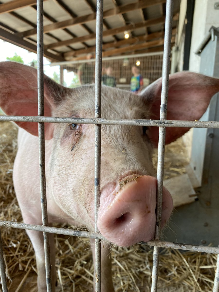 A beautiful day at Doyle’s Farm! ☀️ 🐷