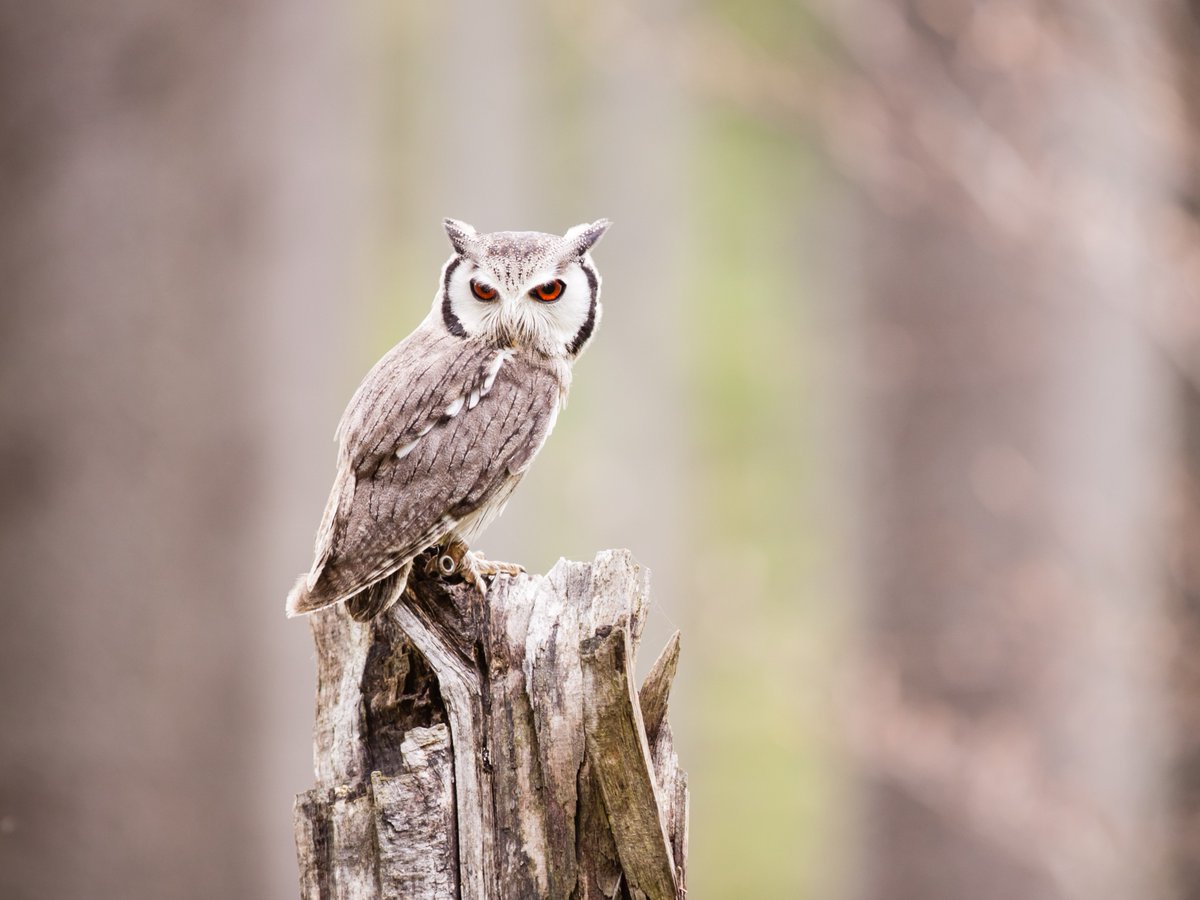 naturalists's tweet photo. Our Bird of the Week is the northern white-faced owl! 🦉 

Known for its shapeshifting, it puffs up to appear larger or contracts to blend in with trees. With pale gray plumage and a white face, it inhabits dry savanna in northwestern Africa. Listen for its soft "huu-hooo" call. https://t.co/fcEAIzTo4w