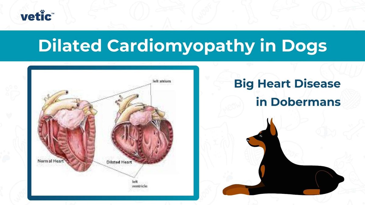 castr6738's tweet photo. #39canimals Dilated Cardiomyopathy in dogs has been on the rise. This condition heavily affects breeds such as Dobermans and can cause heart failure. https://t.co/4UtBA6TLRw https://t.co/6HBWBosWo3