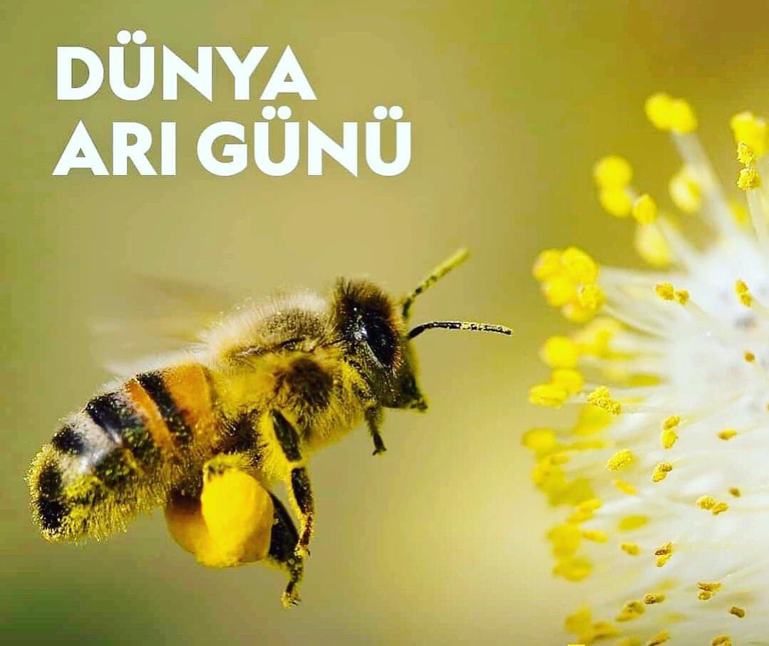 Arıların geleceği insanların geleceği demektir. Gerçek olan; “Arı yok, tozlaşma yok, bitki yok, hayvan yok, insan yok.” 20 Mayıs Dünya Arı Günü’nün amacına uygun olarak bu mucizevi varlıklar için bir farkındalığa vesile olmasını temenni ediyor, Dünya Arı Günü’nü kutluyorum.