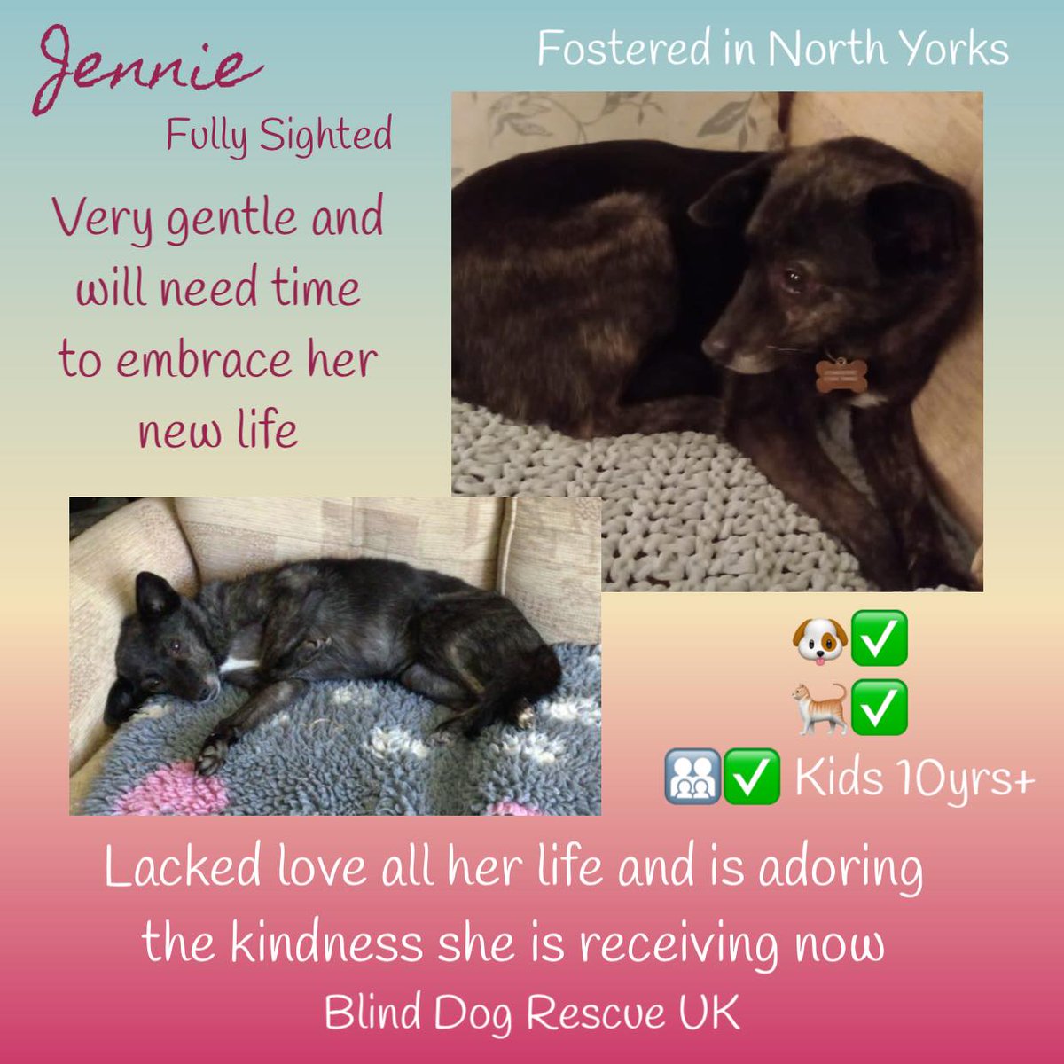 #k9hour JENNIE is a 9yo fully sighted, gentle lady who has spent at least seven years in a dreadful Romanian Shelter where the volunteers are only allowed to feed & have contact with the dogs on alternate days. So she has very little experience of life & people. 😢 Now in a
