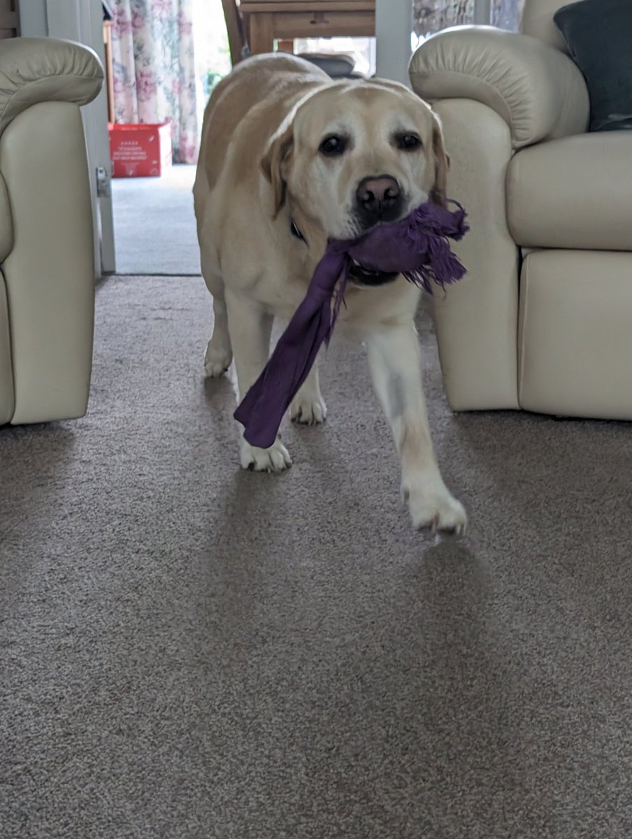 Assistance Dog Ziggy 🇬🇧🐾 tweet media