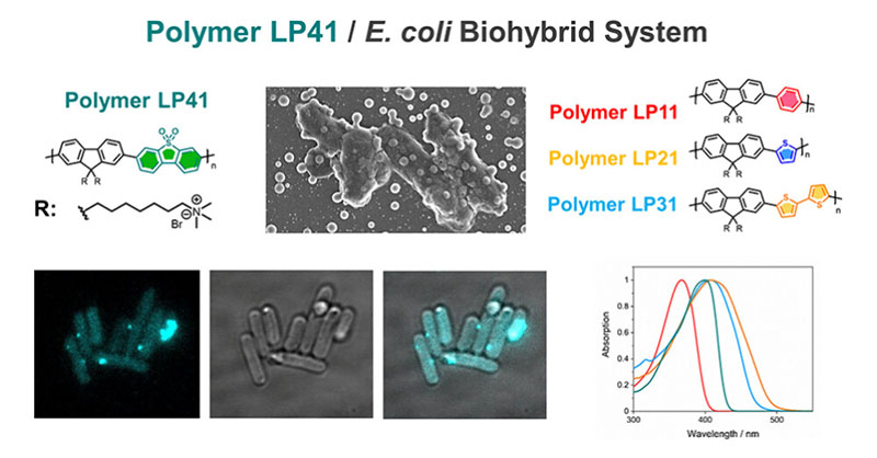 A biohybrid system made of a series of polymer #nanoparticles and engineered E. coli cells act as photosensitizers for photobiocatalytic #hydrogenproduction. @StrathChem @LivUni

Read the #openaccess article: go.acs.org/9qa