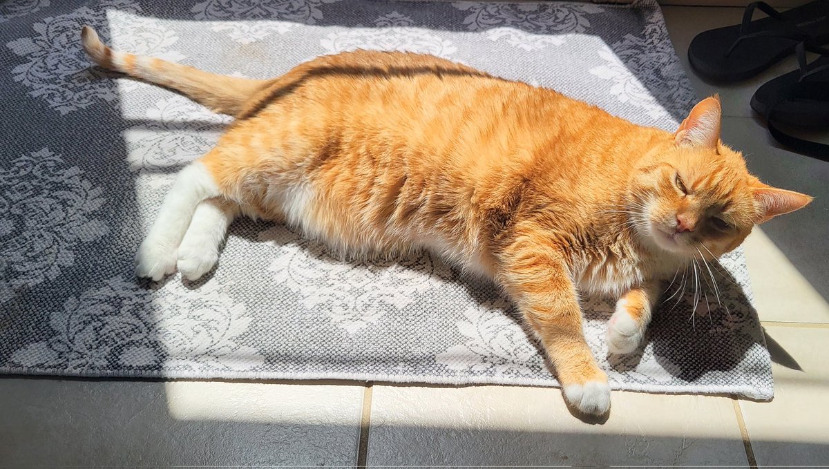 Brofur knows it's #kittyloafmonday but it's #victoriaday2024 in 🇨🇦 so he's going to bake in a sunpuddle instead and do a SUMMER #hedgewatch #AdoptDontShop