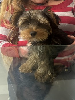 🆘19 MAY 2024 #Lost CHIXO
YOUNG Black &amp; Tan Yorkshire Terrier Male
#Shoreditch area #London #N1 
Recently Groomed therefore short hair all over. We really want our dog back therefore please do return back to us if found and I will compensate generously
doglost.co.uk/dog-blog.php?d…