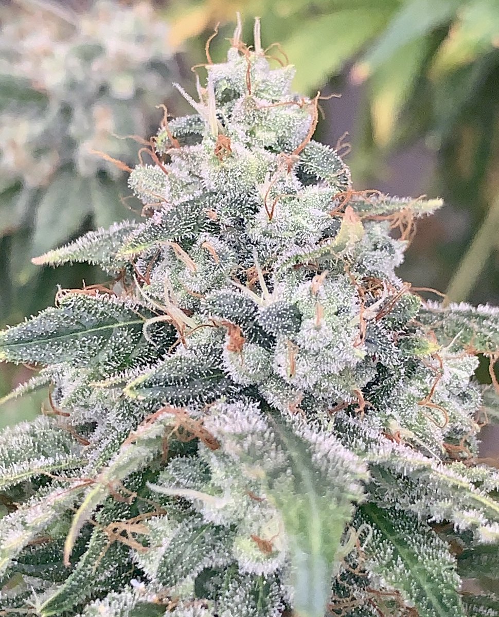 ChimpaGrow (@chimpagrow) on Twitter photo 