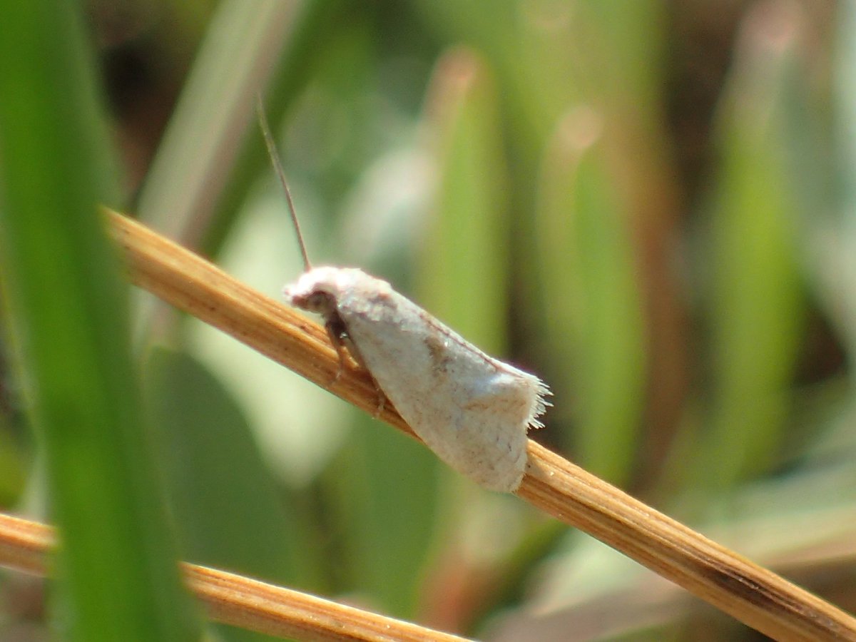 Stumped on these two from upper Saltmarsh on the Dengie, Essex today. C. straminea considered? Any thoughts please @MOTHIDUK