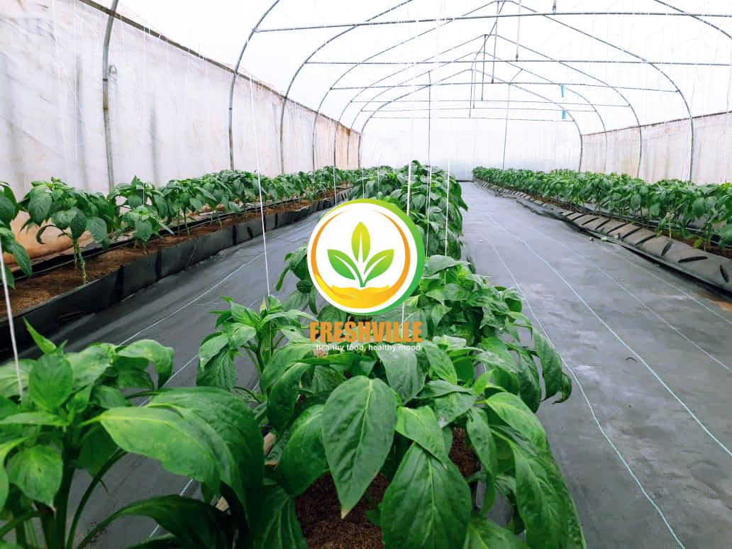_FreshVille's tweet photo. FARM HYGIENE is crucial for the success of any farm operation. It involves practices that keep the farm clean, free from dirt, pests, and diseases.

Good farm hygiene helps prevent crop contamination and ensures a healthy environment for plant growth.
#FreshVille https://t.co/TY0v6gDqvc