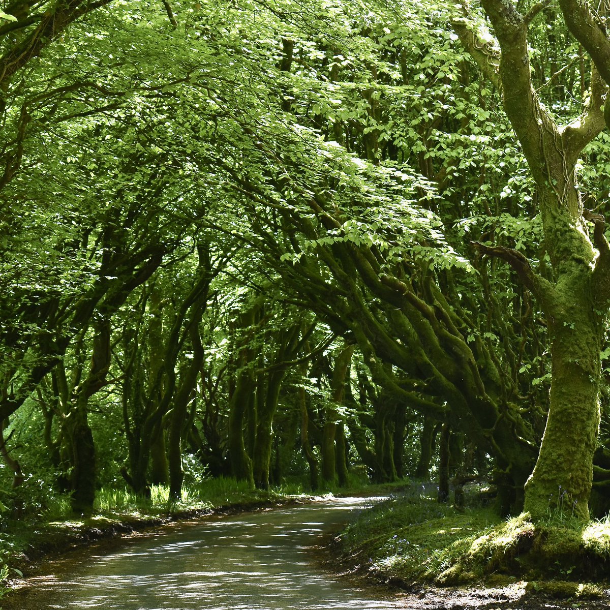 Wooded paths take on a whole new dimension at this time of year.