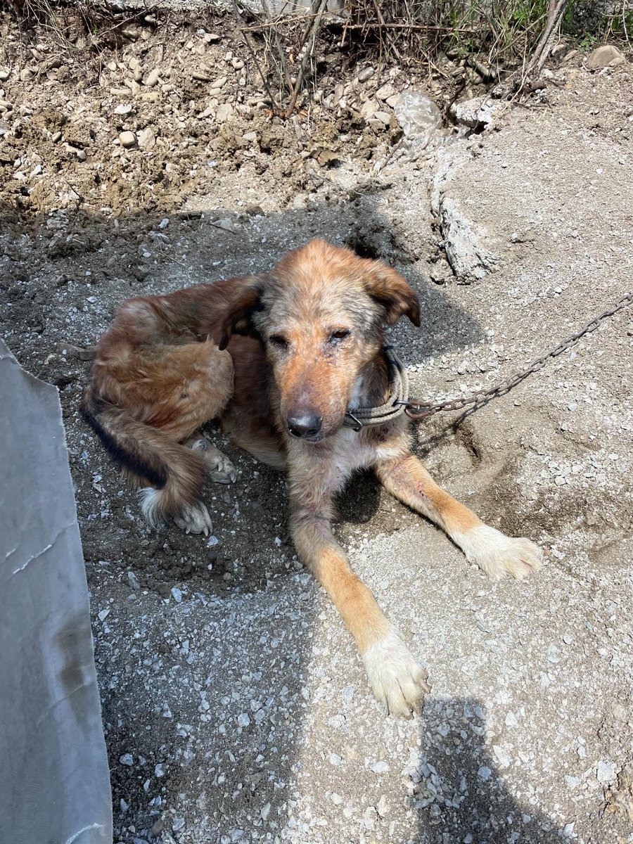 Bu köpeğimiz Bartın’da. Fabrikanın köpeği ama kimse bakmıyor görüldüğü üzere aç ve hastalanmış uyuz olmuş. Sahibiyle görüştüm kendi rızasıyla vermeyi kabul etti. Lütfen herhangi bir gönüllü veya dernek bu köpeği önce tedaviye sonra korumaya alabilir mi? #köpek İnstagram