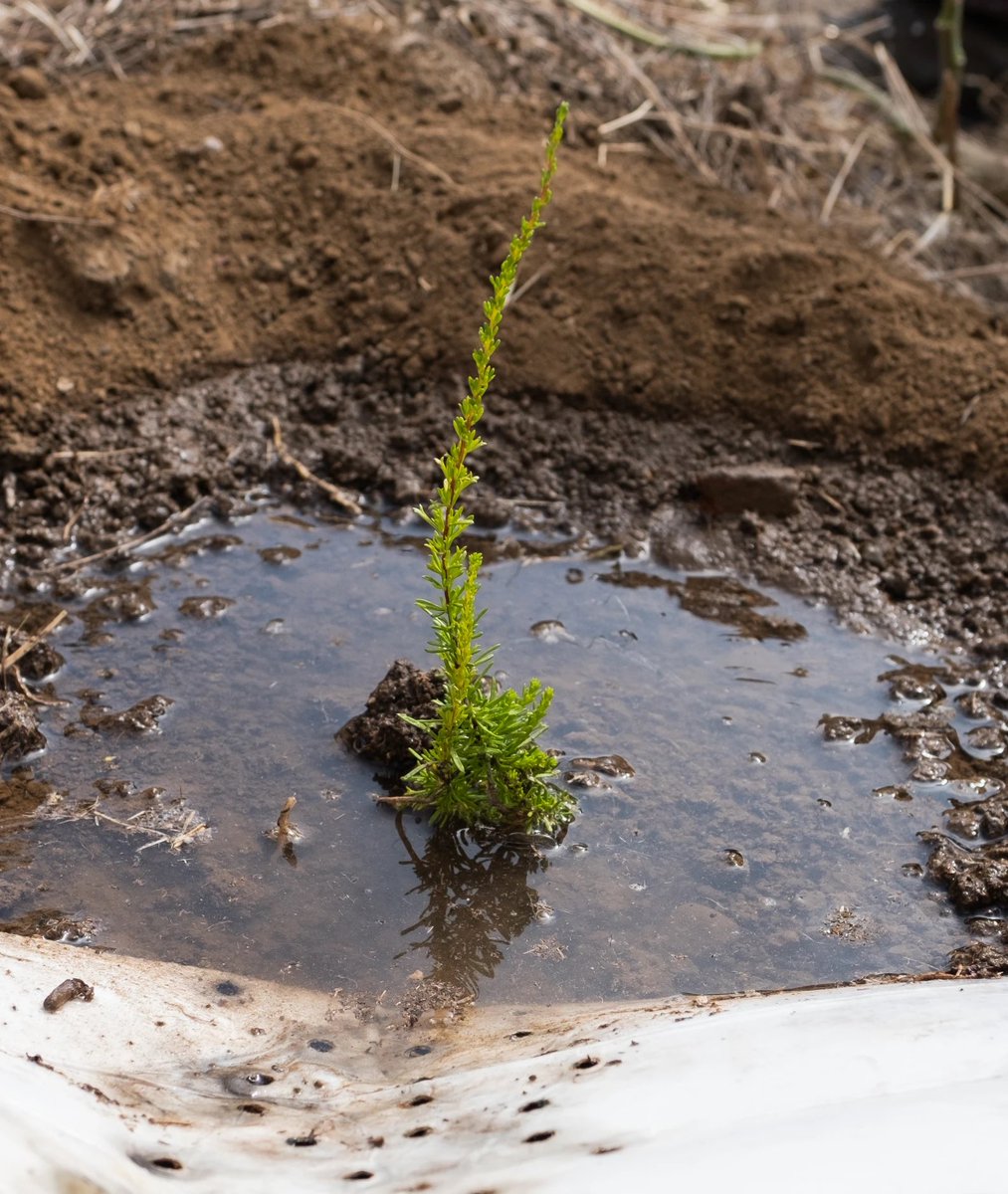 Last week, a $7 million Angeles National Forest restoration project kicked off. The 5-year effort, funded by a Cal Fire grant, is meant to help restore a variety of ecosystems damaged by wildfires over the past decade. The size & scope of the restoration effort is notable, but