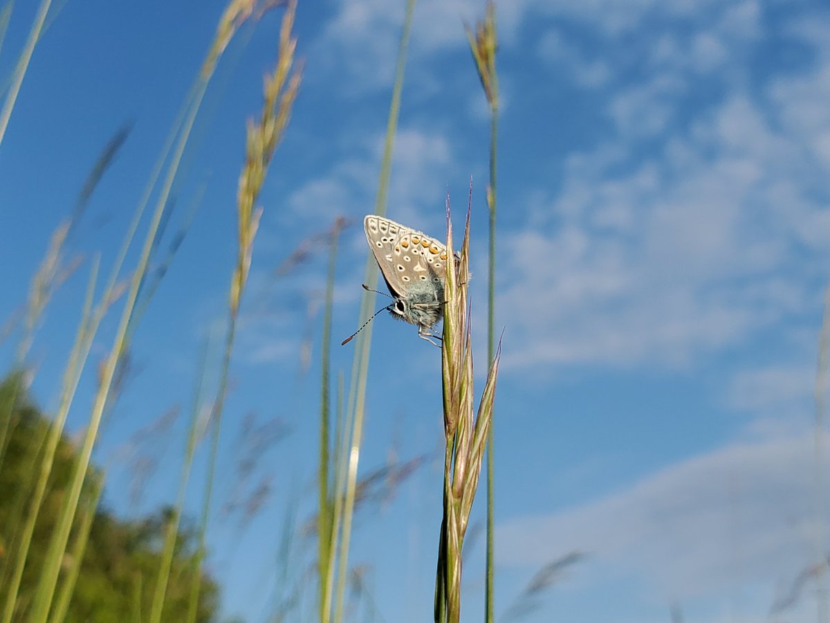 Late evening sunshine on Mill Hill #SouthDowns. Common Blue and Dropwort. Also Adonis Blue and bags of peace! 😀 @sdnpa @BCSussex @SussexWildlife