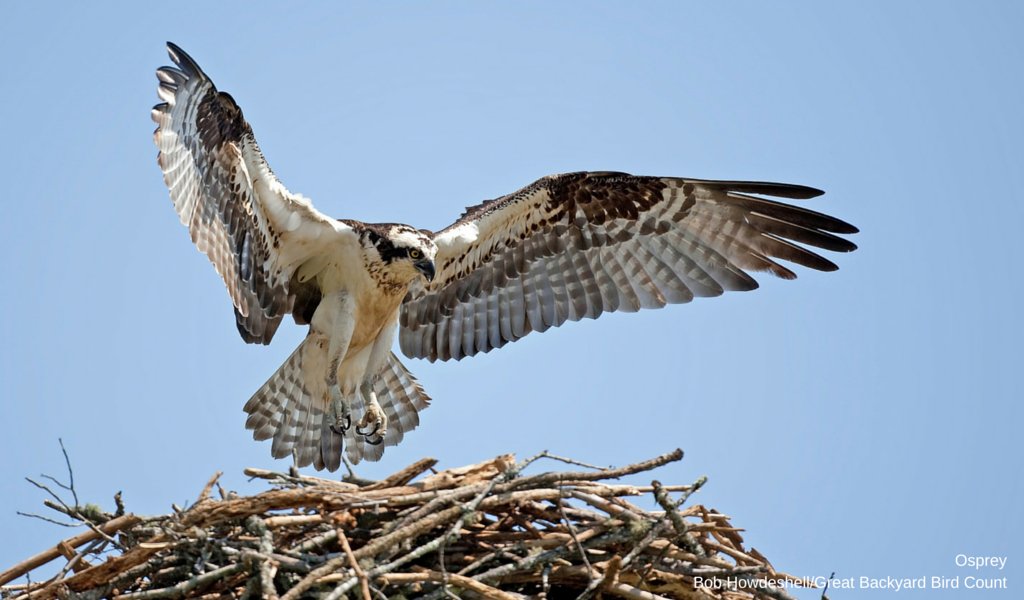 Enjoying watching the @exploreorg Osprey live cams? Wondering what more you can do to protect these captivating, charismatic birds? Symbolically adopt an Osprey to support Audubon’s work protecting birds and get an Osprey plush and certificate of adoption. bit.ly/4dX3q0T