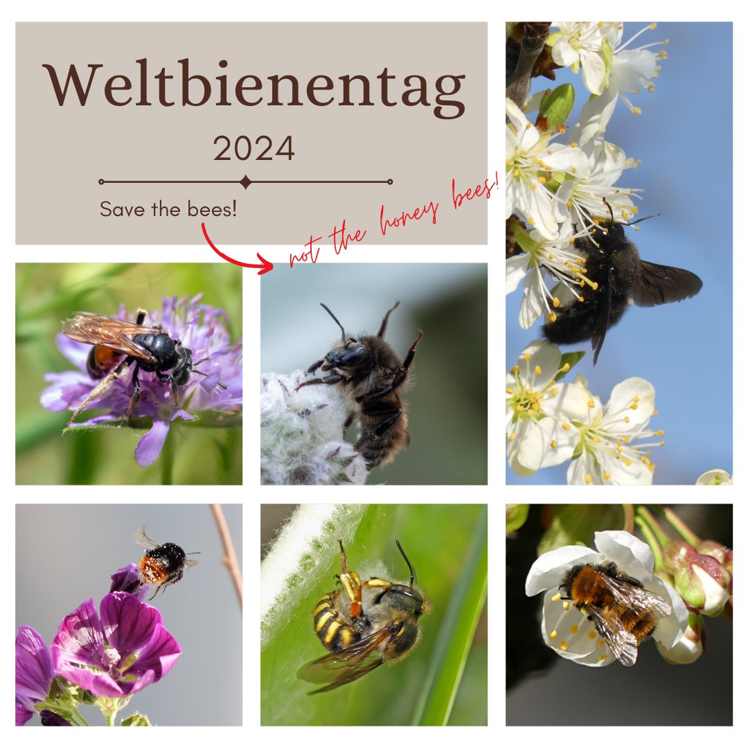 "Rettet die Bienen" - aber die richtigen! 🐝
Viele unserer heimische #Wildbienen-Arten sind durch den Verlust von Nahrungspflanzen und Lebensräumen bedroht. 

Unsere Tipps:
🌼 Heimische Pflanzen 
🌱 Nur 2x/Jahr mähen 
🏡 Offenboden-Nistplätze schaffen

#SaveTheBees #worldbeeday