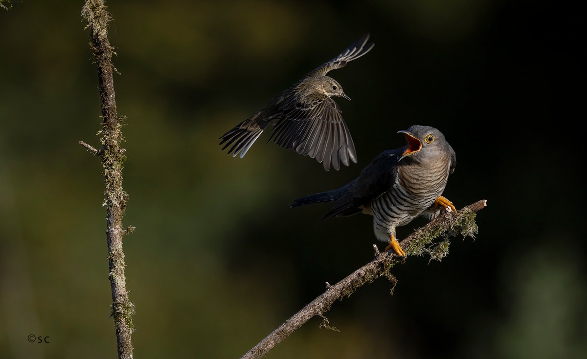 It's Meadow Pipit versus Cuckoo. Fantastic capture by Shay Connolly #birds #nature #biodiversity #photography