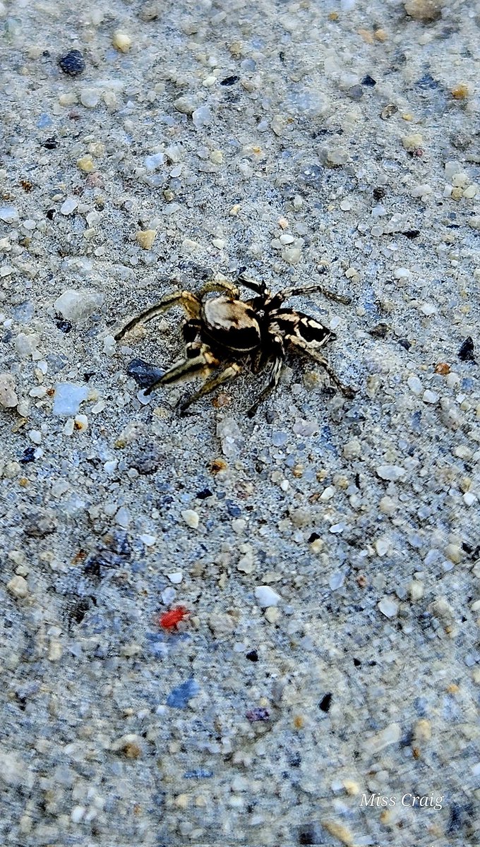 Itsy Bitsy Spider 🕷 
#photography #myphoto #MyPhotography #Spider #itsybitsyspider #tinyworld #bugs #arachnid