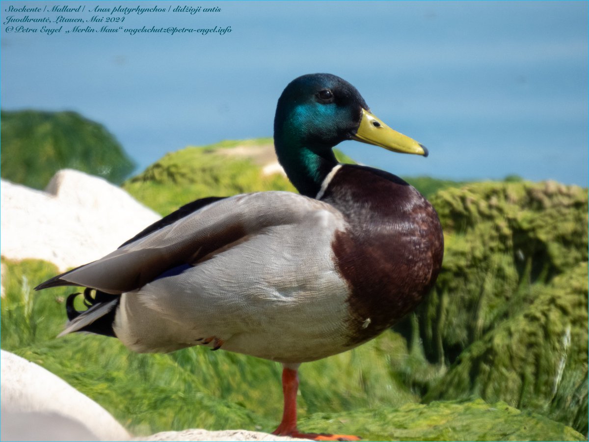 @lorimayb61 For #MallardMonday greetings from my #birdwatching trip in #Lithuania 🇱🇹 😘
Have a beautiful week full of birds. I, for sure, will 😌