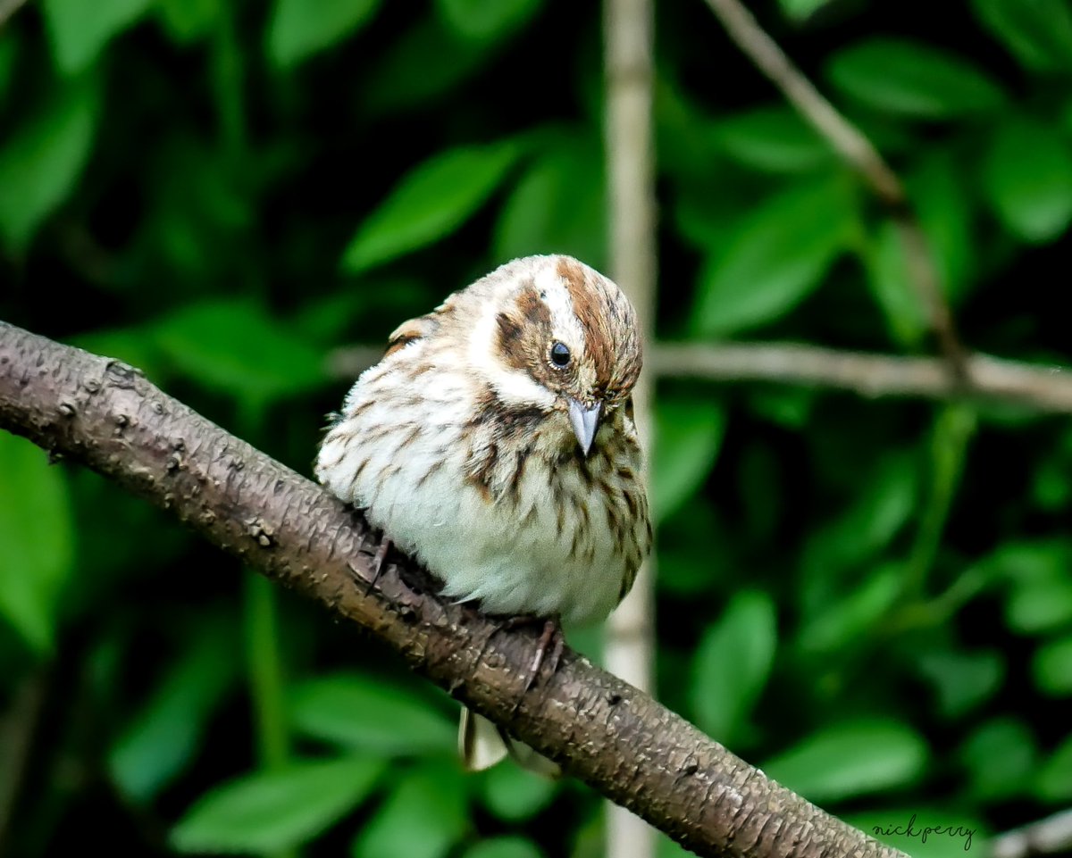 Reed bunting @forestfarm
12/5/2024

#Twitternaturecommunity
#TwitterNaturePhotography 
#birdsSeenIn2024
#NatureTherapy🏴󠁧󠁢󠁷󠁬󠁳󠁿